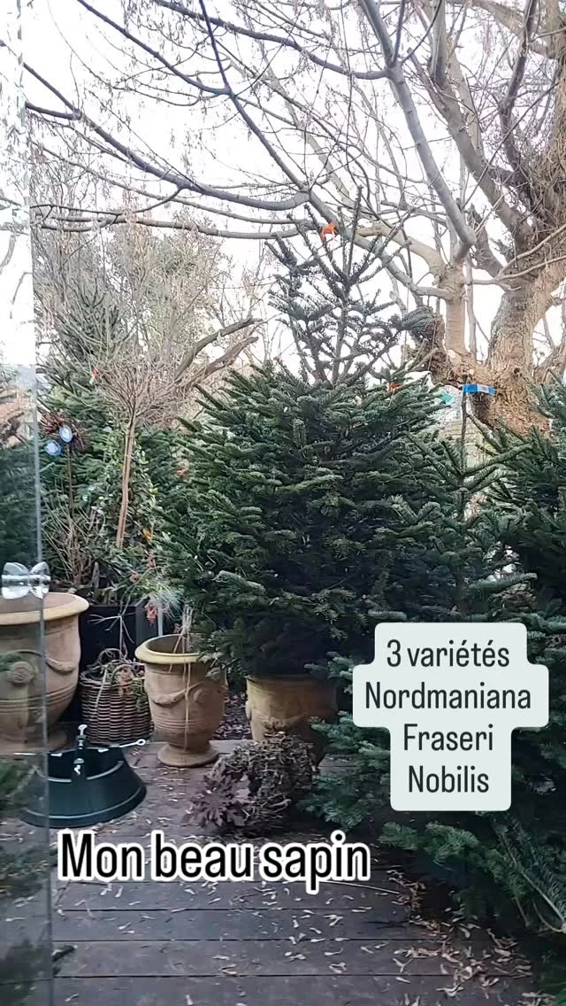 #valenciennes #lessecretsdeliege #fleuriste #sapindenoel #sapin #noël #fetedenoel #deconoël